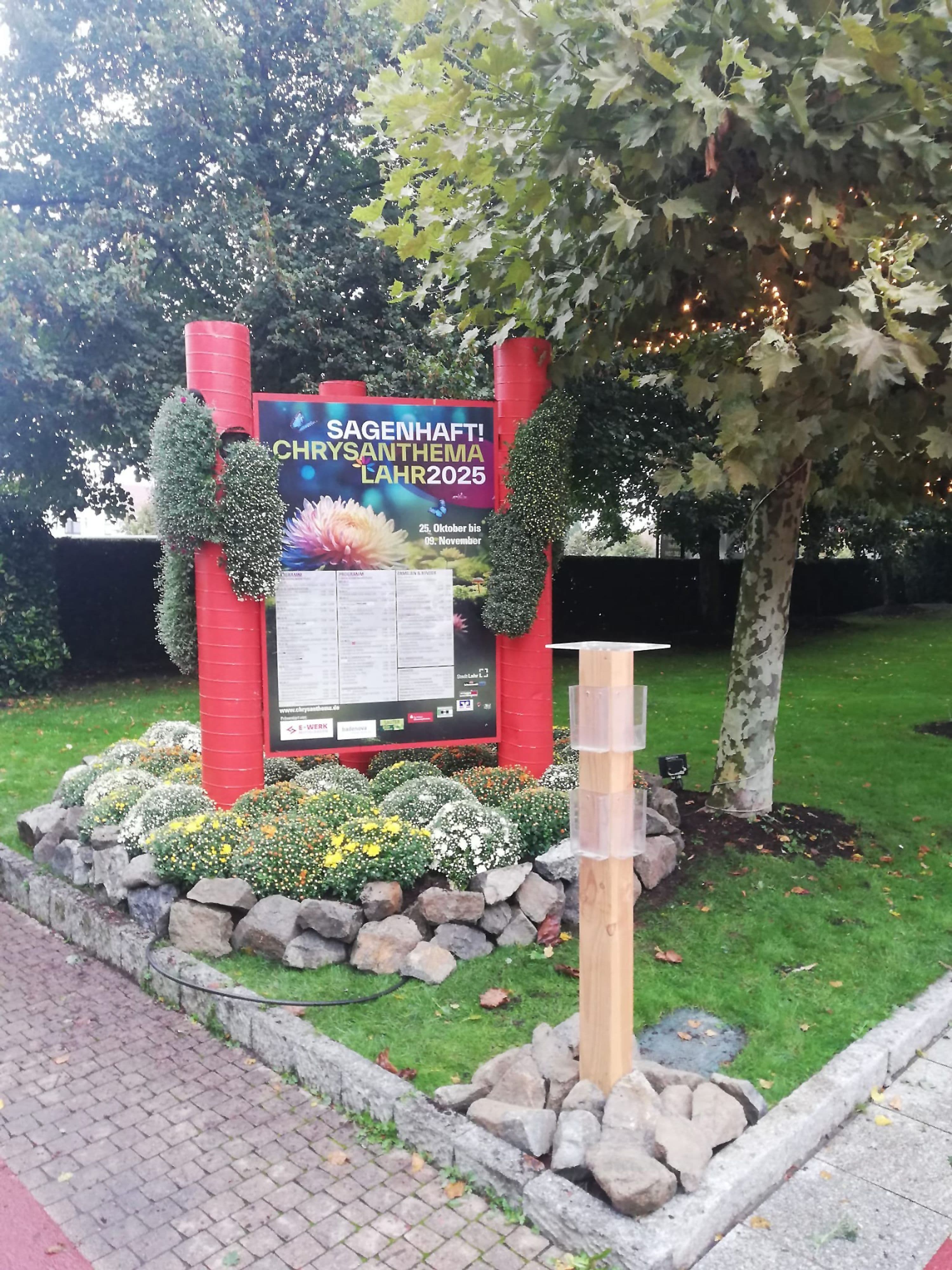 Blütenpracht am Europa-Park: Chrysanthemen verzaubern Besucher