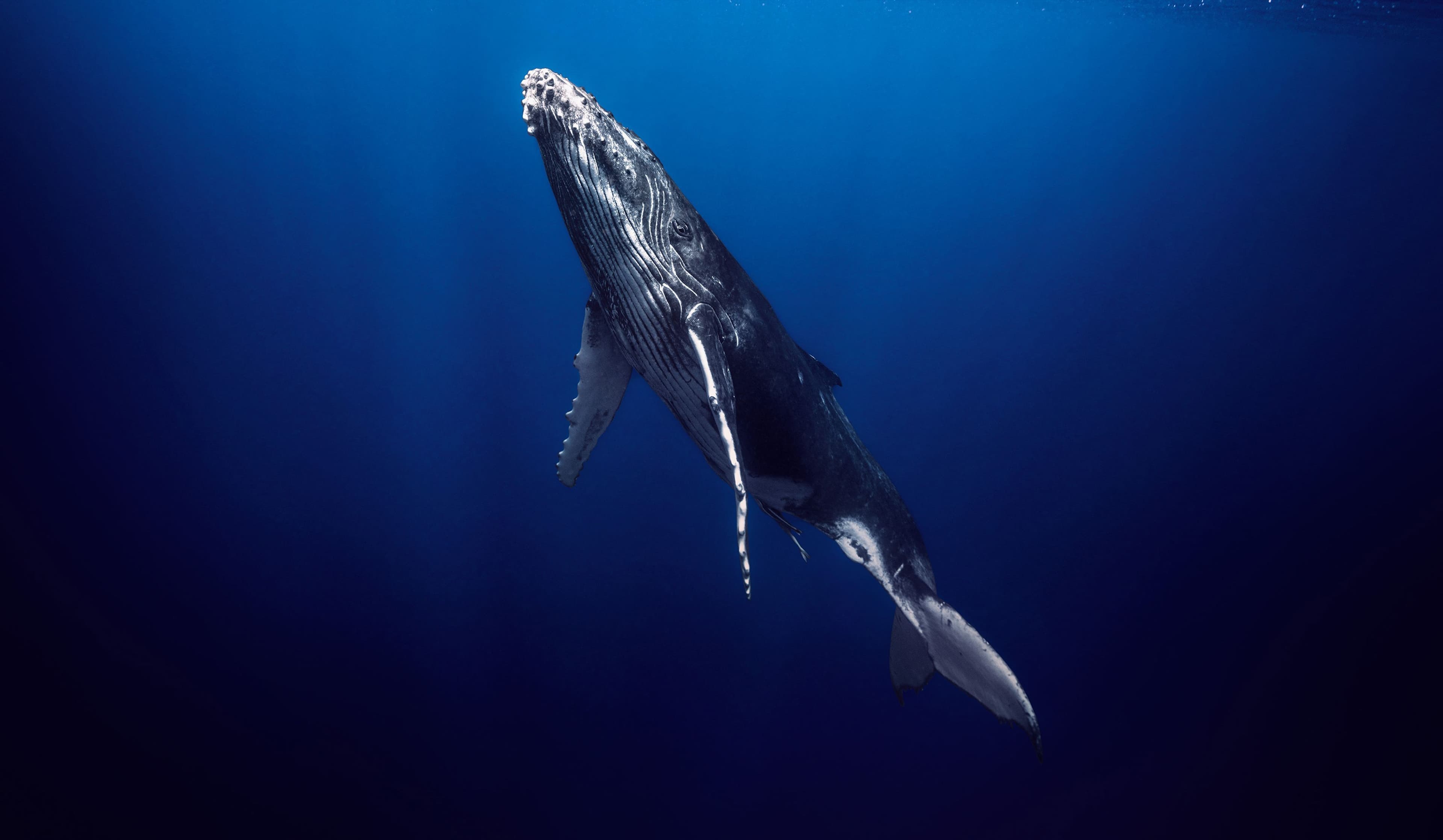 ENDANGERED: Fotokunst gegen das Artensterben