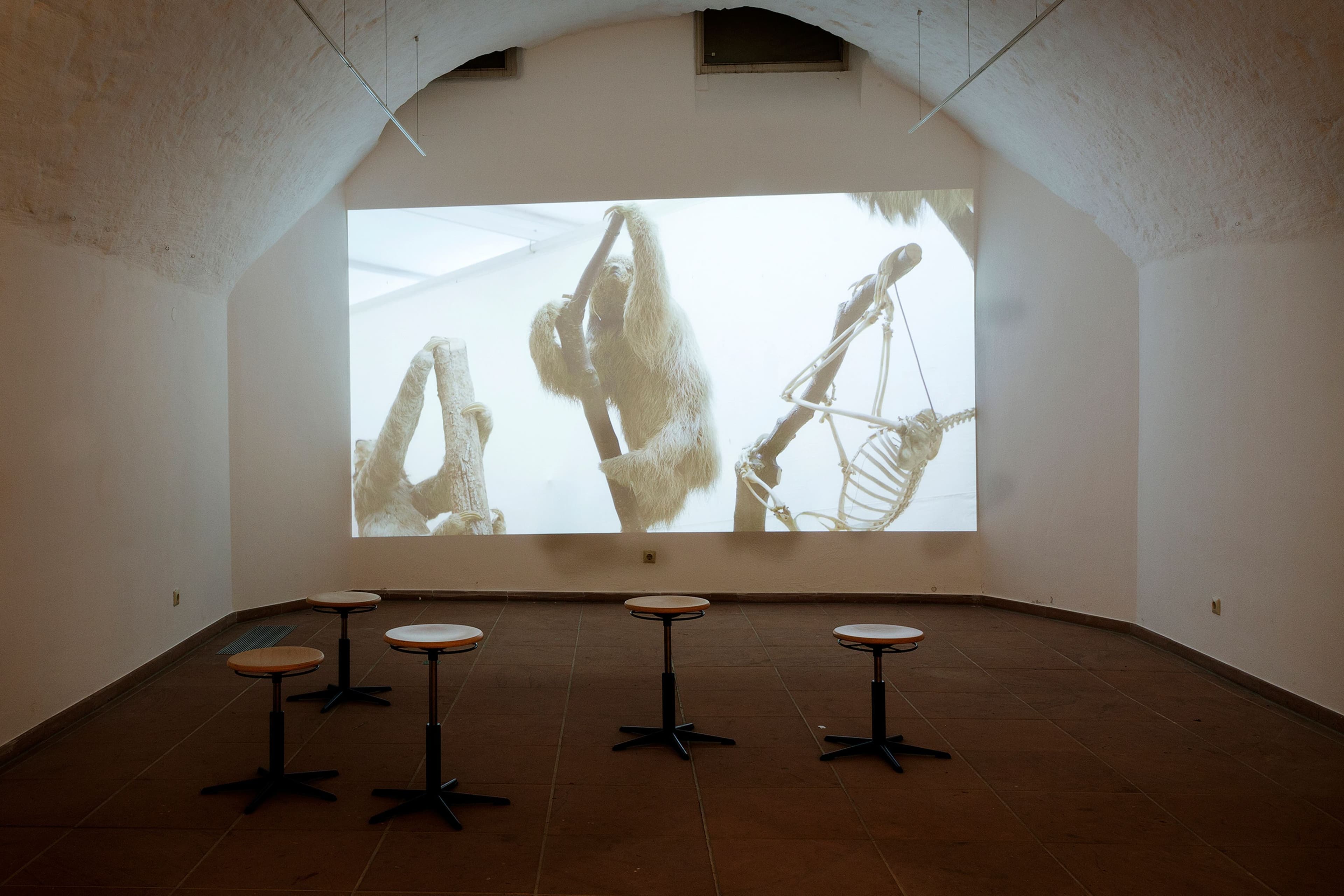 Finissage der Langsdorff-Ausstellung: Einblick in Brasilien und kulturelle Vielfalt