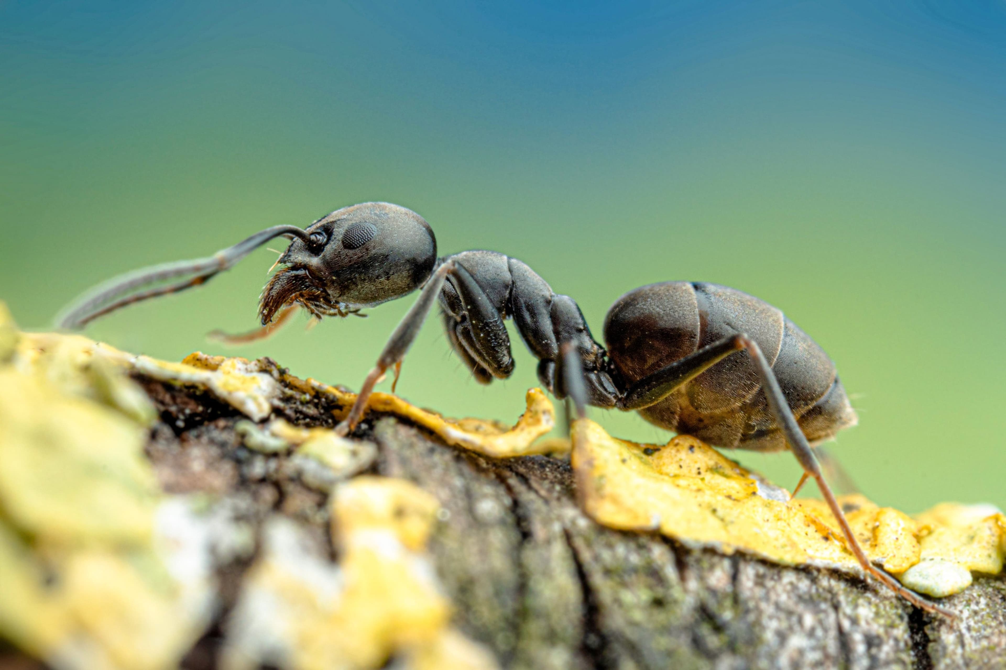 Invasion der Großen Drüsenameise in Lahr