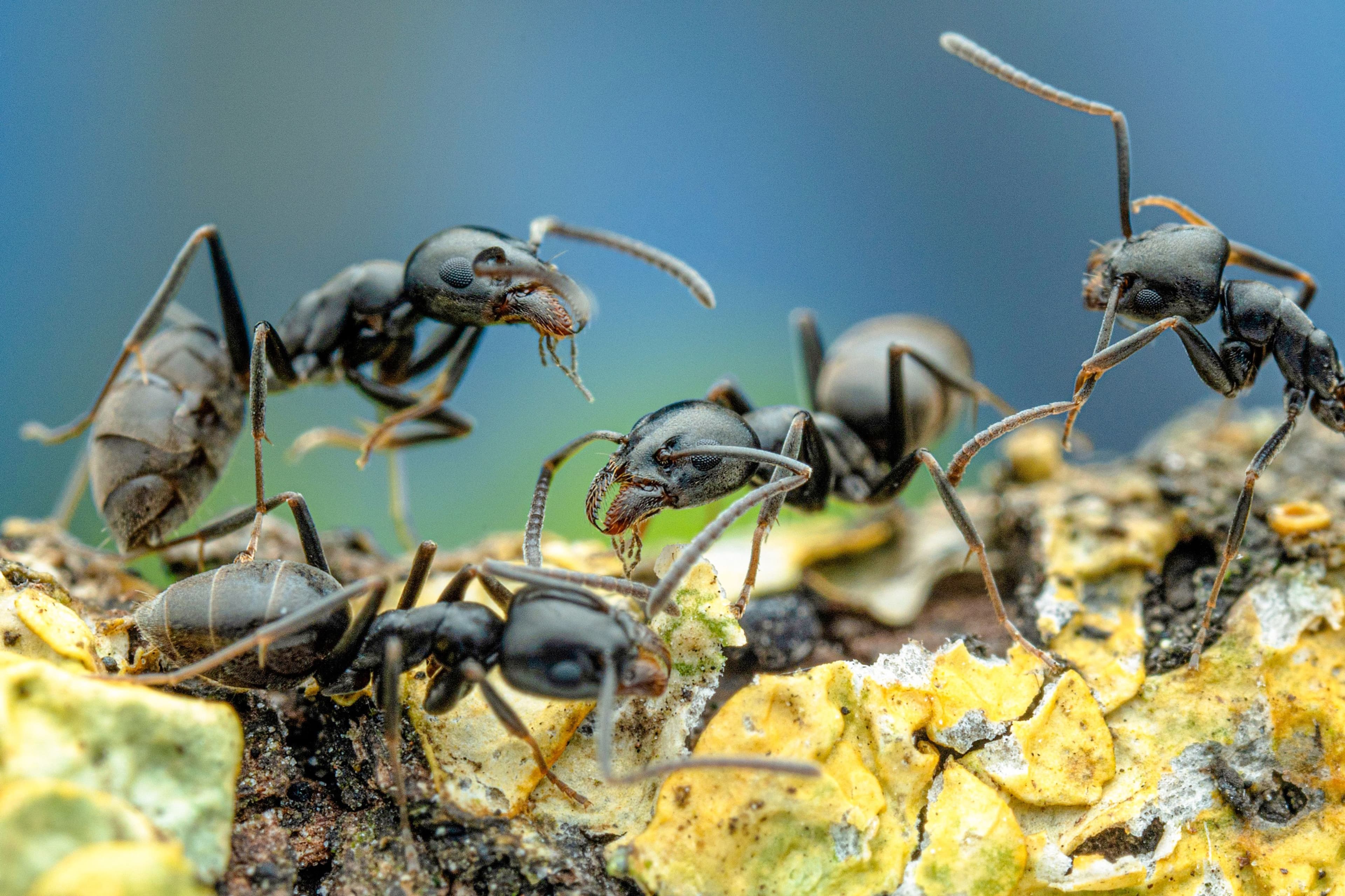 Invasion der Großen Drüsenameise in Lahr