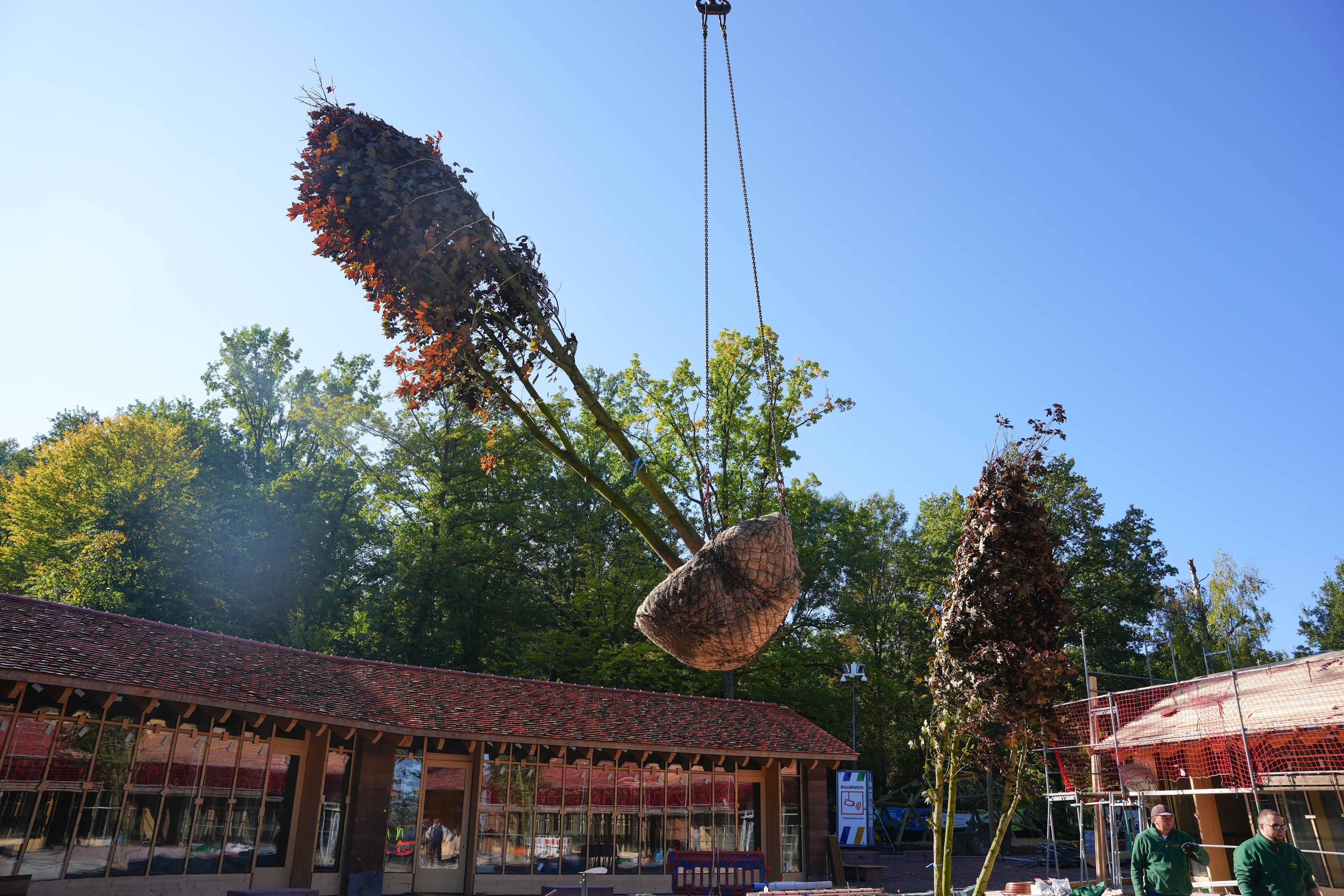 Neue Spitzahorne verschönern Wildpark Pforzheim