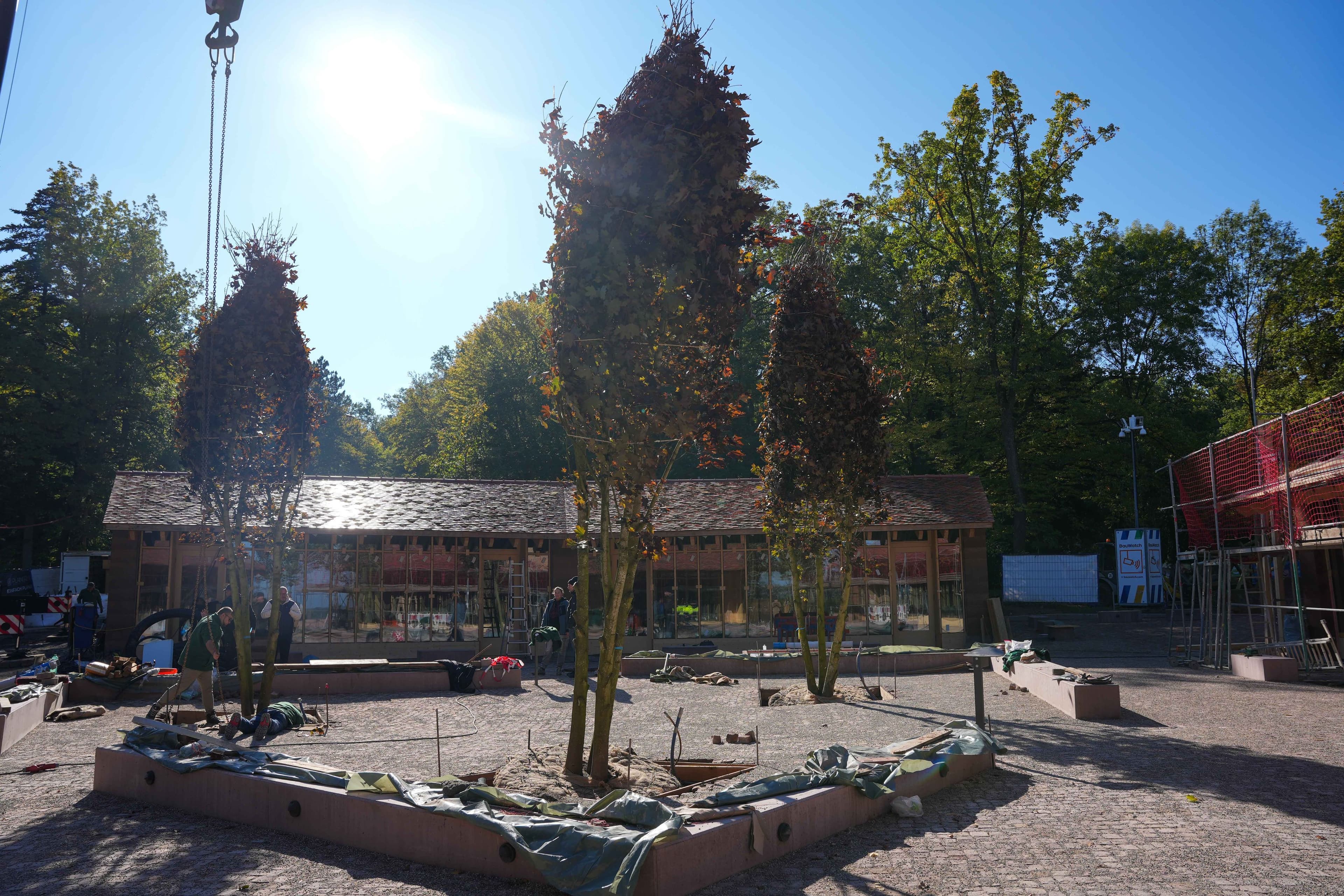 Neue Spitzahorne verschönern Wildpark Pforzheim