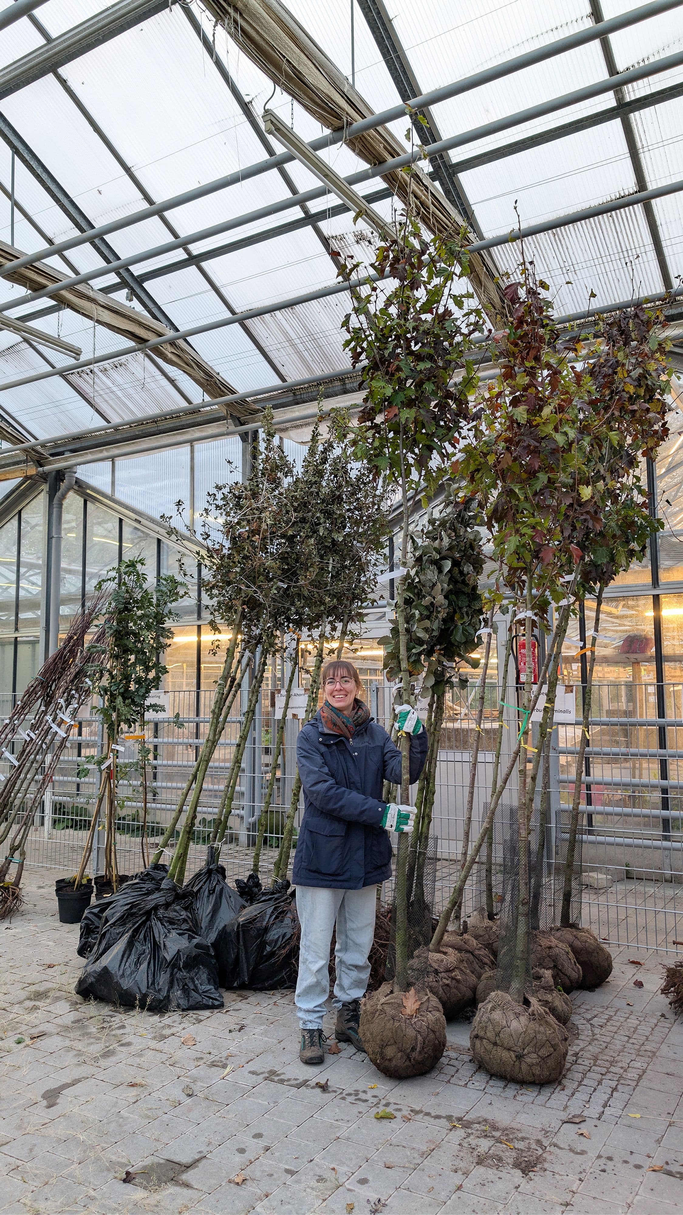 Pforzheim pflanzt 300 Klimabäume