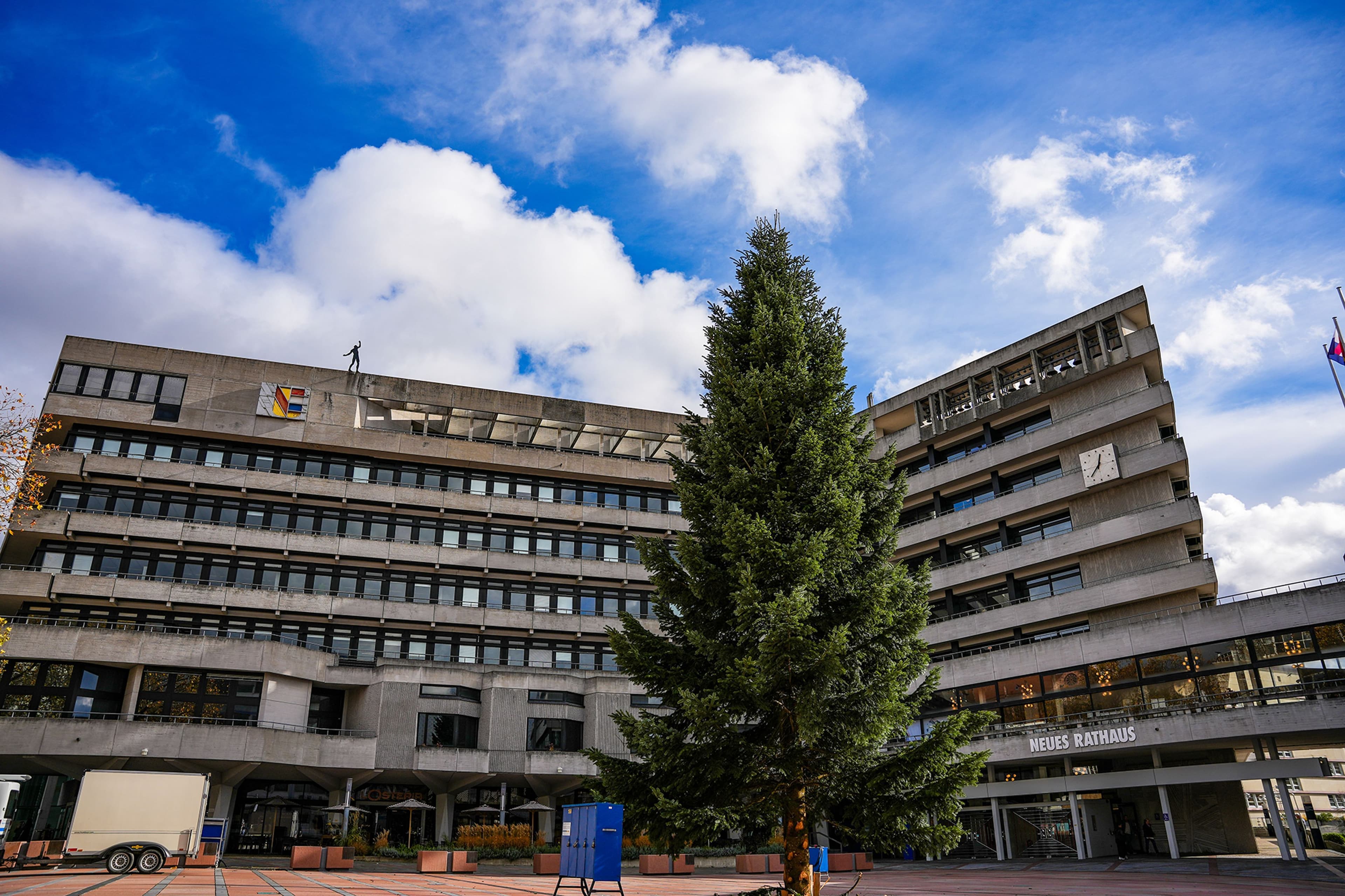 Riesige Tannen erleuchten Pforzheim