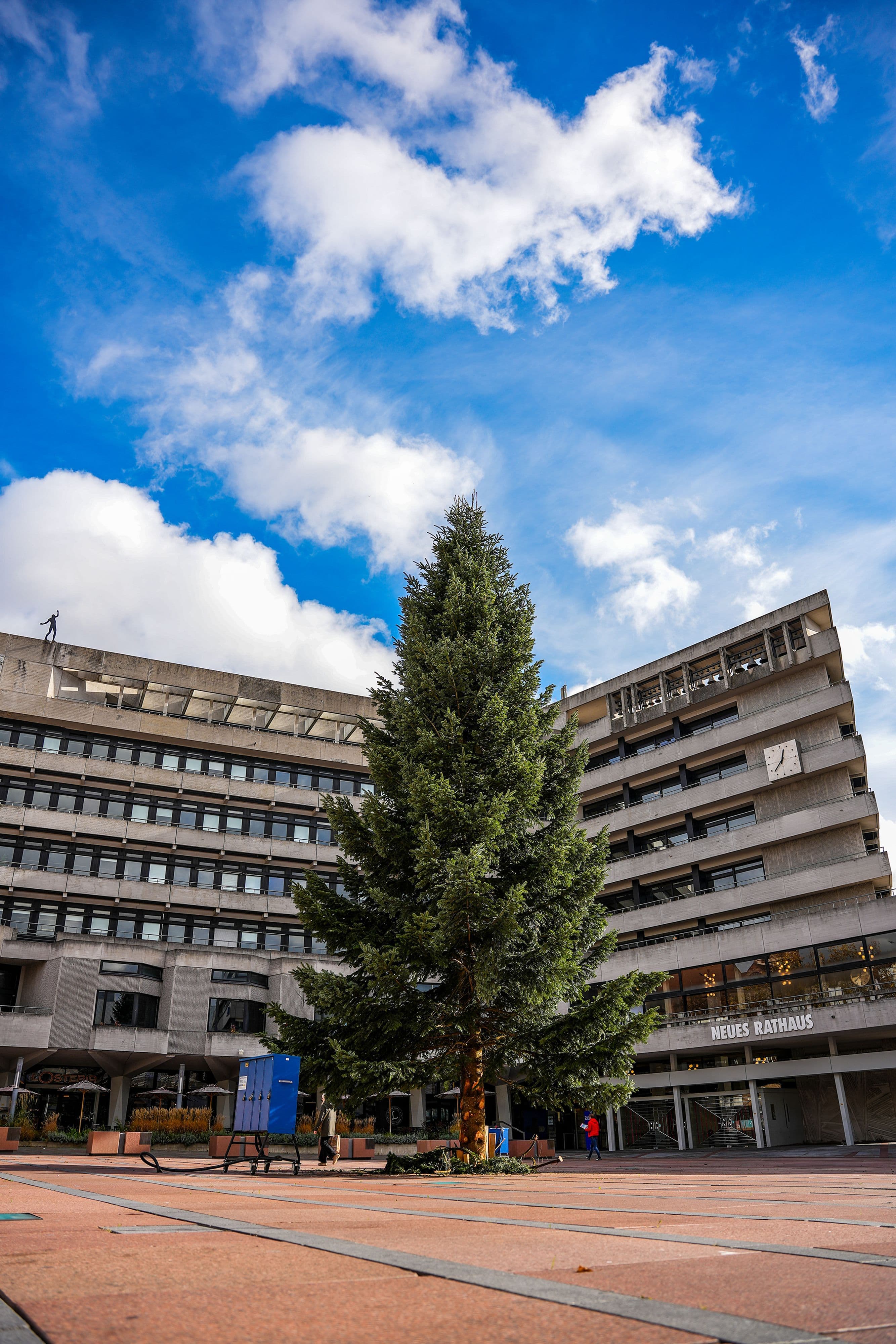 Riesige Tannen erleuchten Pforzheim