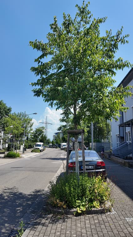 Junger Straßenbaum mit Baumscheibe in Offenburg an einem heißen Sommertag