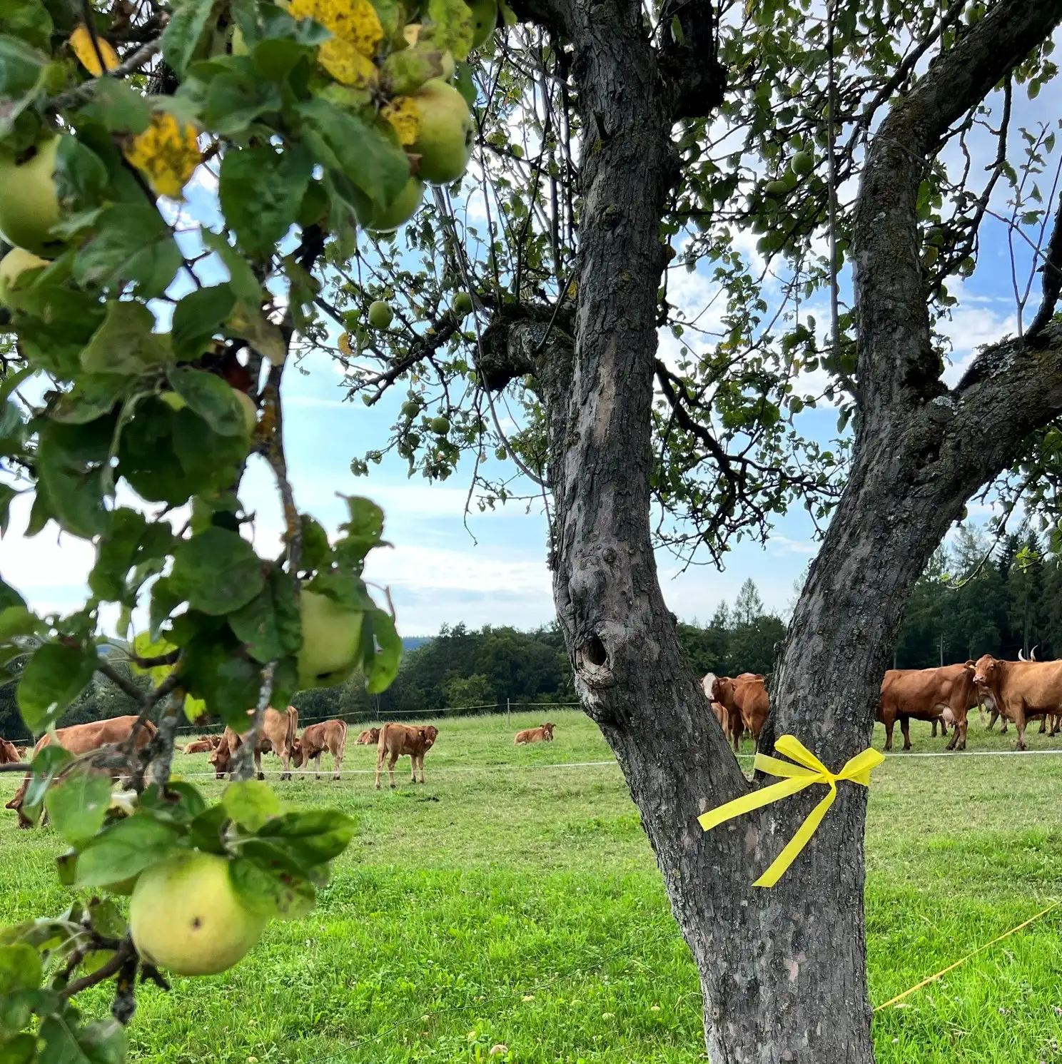 Gelbes Band am Baum als Markierung für die Ernte freigegebenes Obst