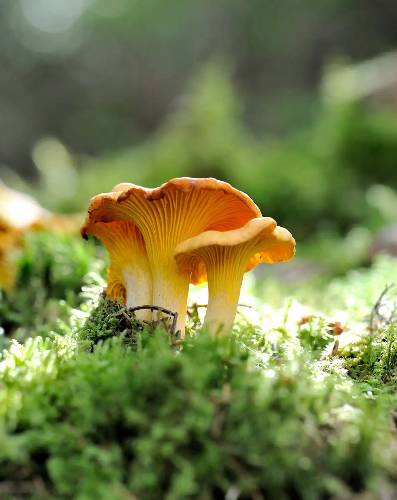 Ein Augen- und Gaumenschmaus: Pfefferling, unter Kennern bekannt als Cantharellus cibarius. Er darf aus dem Wald entnommen werden, aber nur für den Eigenbedarf und in kleinen Mengen.