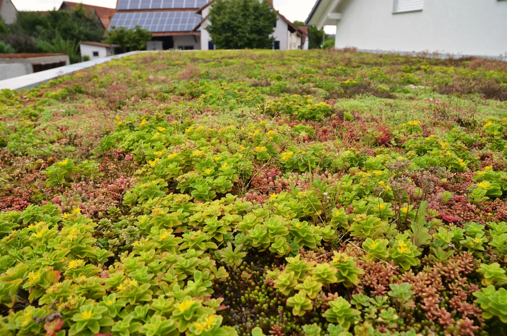 Grünes Dach, gesundes Klima: Familie Hummels Insektenparadies