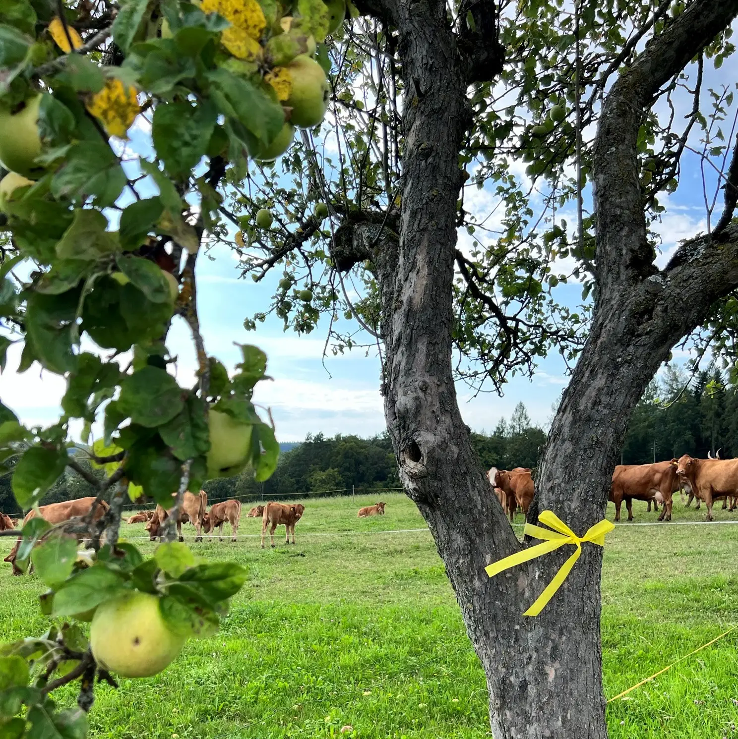 Gelbes Band am Baum als Markierung für die Ernte freigegebenes Obst