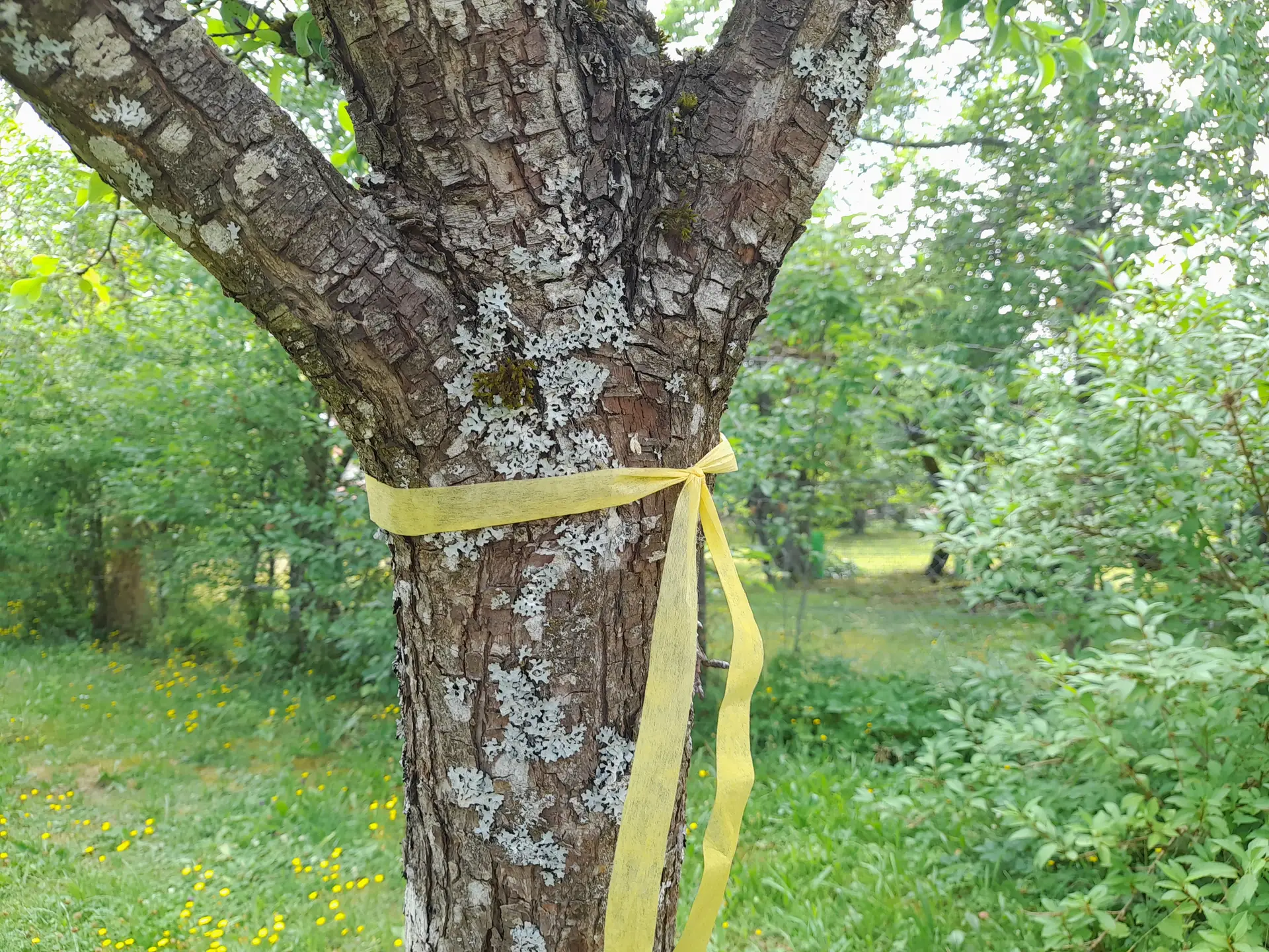 Horb beteiligt sich an der Ernteaktion „Gelbes Bändel“