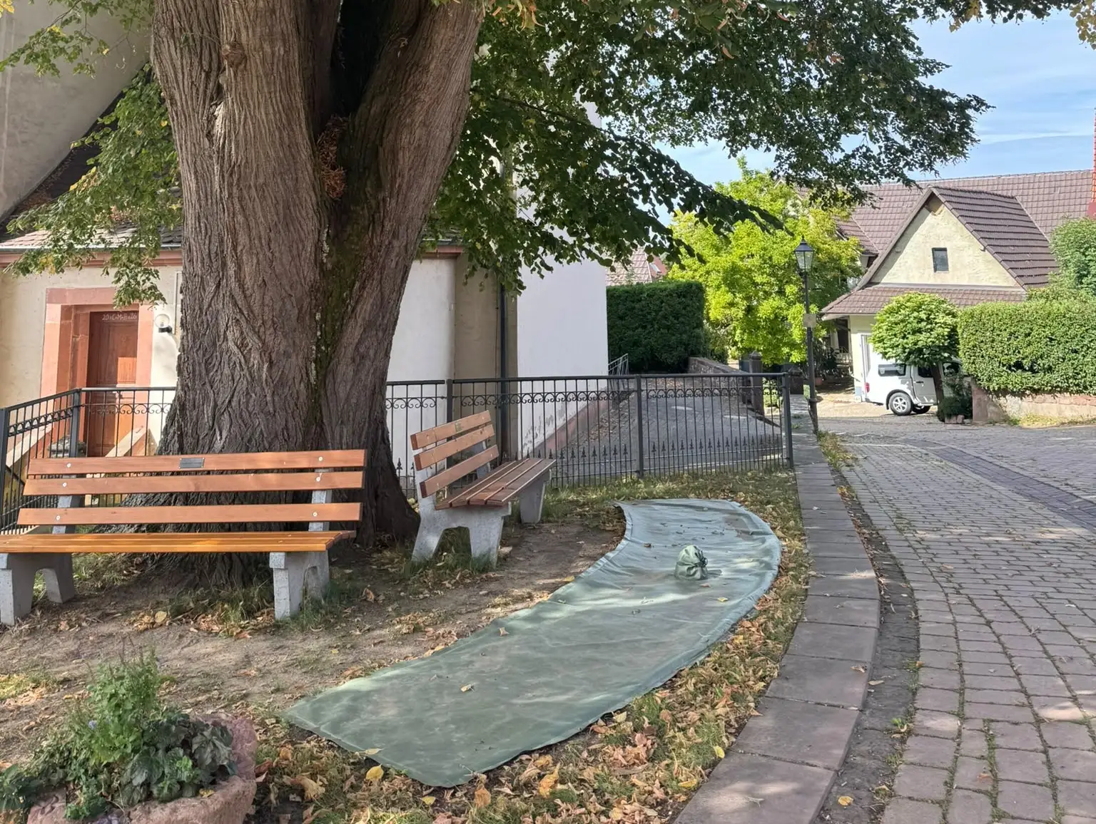 Ettenheim setzt verstärkt auf klimaangepasste Bäume