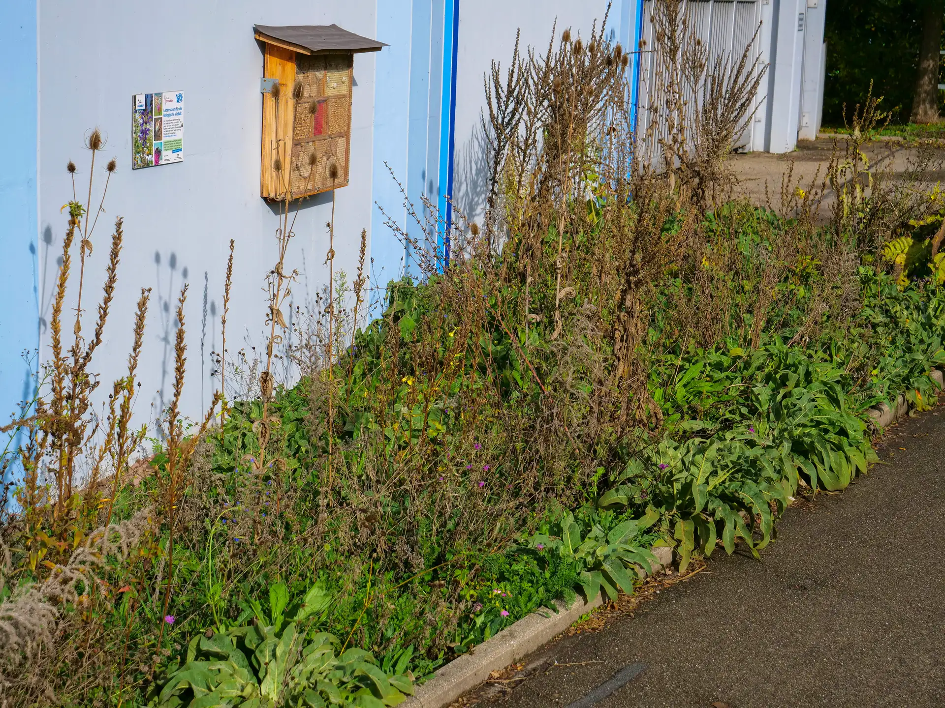 Naturnahes Beet im Herbst beim städtischen Bauhof.
