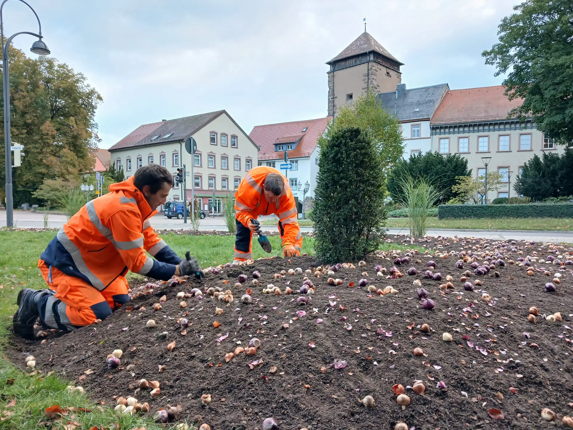 Philipp Grimm und Caterina Meyer (TDVS) pflanzen die Blumenzwiebeln in das Beet beim Theater am Ring.