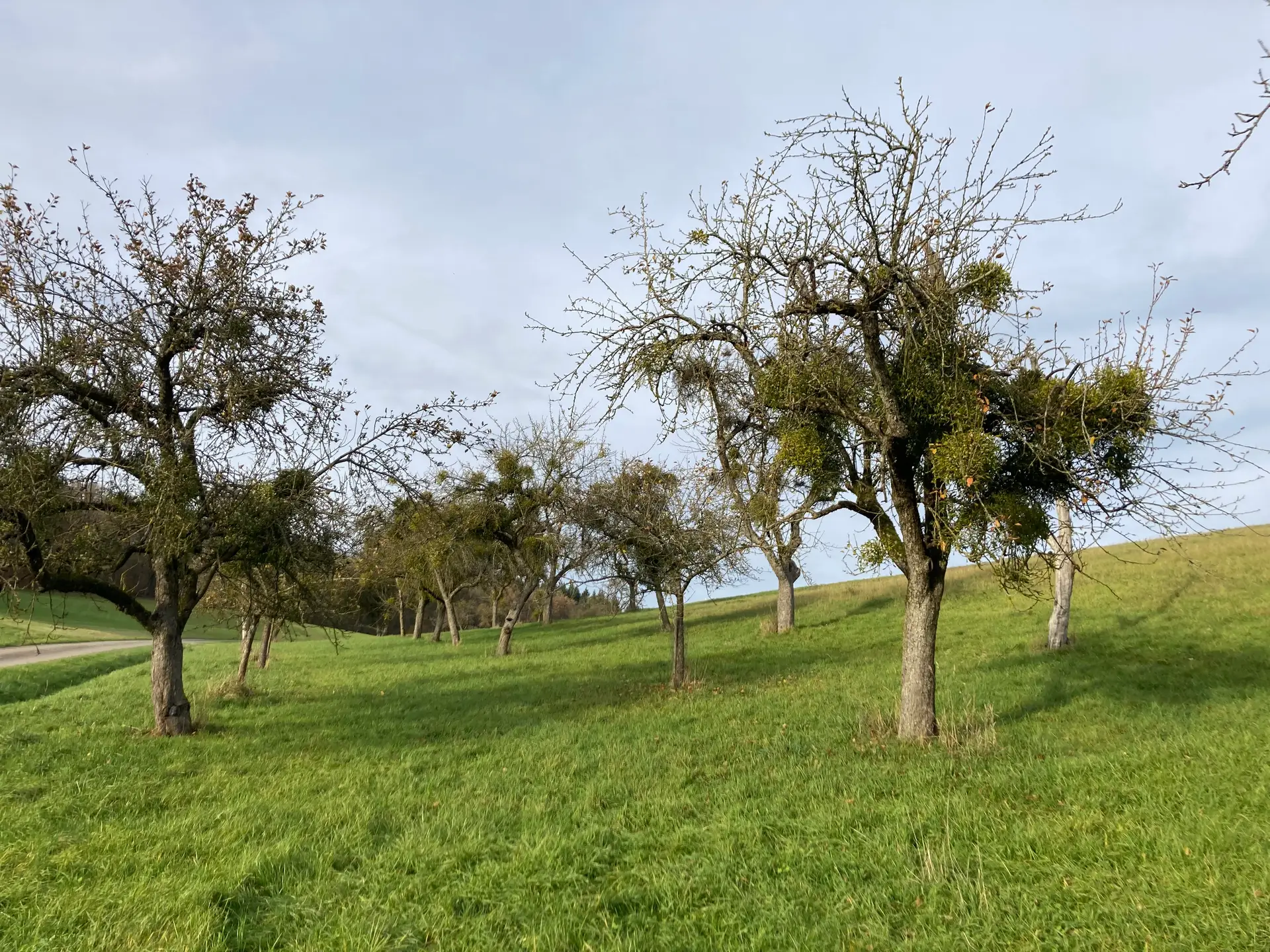 Bild 1: Stark von Mistelbefall betroffener Streuobstbestand im Jagsttal, Gemeinde Mulfingen. Bild 2: Aufgrund starken Mistelbefalls absterbender Apfelbaum im Jagsttal, Gemeinde Mulfingen. Fotos: Landschaftserhaltungsverband Hohenlohekreis