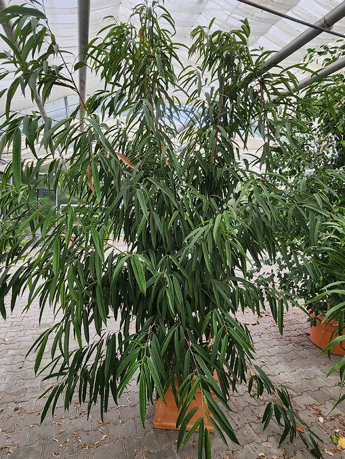 Ein Ficus longifolia steht zum kostenfreien Abgeben und sucht ein neues Zuhause.
